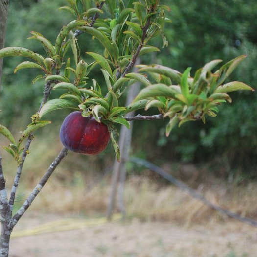 Prunus domestica